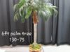 plam-tree