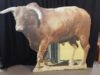 bull-stand-up-504-20